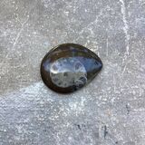 Petite ammonite polie