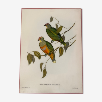 Ancienne affiche oiseaux de J. Gould