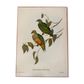 Ancienne affiche oiseaux de J. Gould