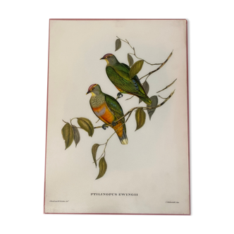 Old bird poster by J. Gould