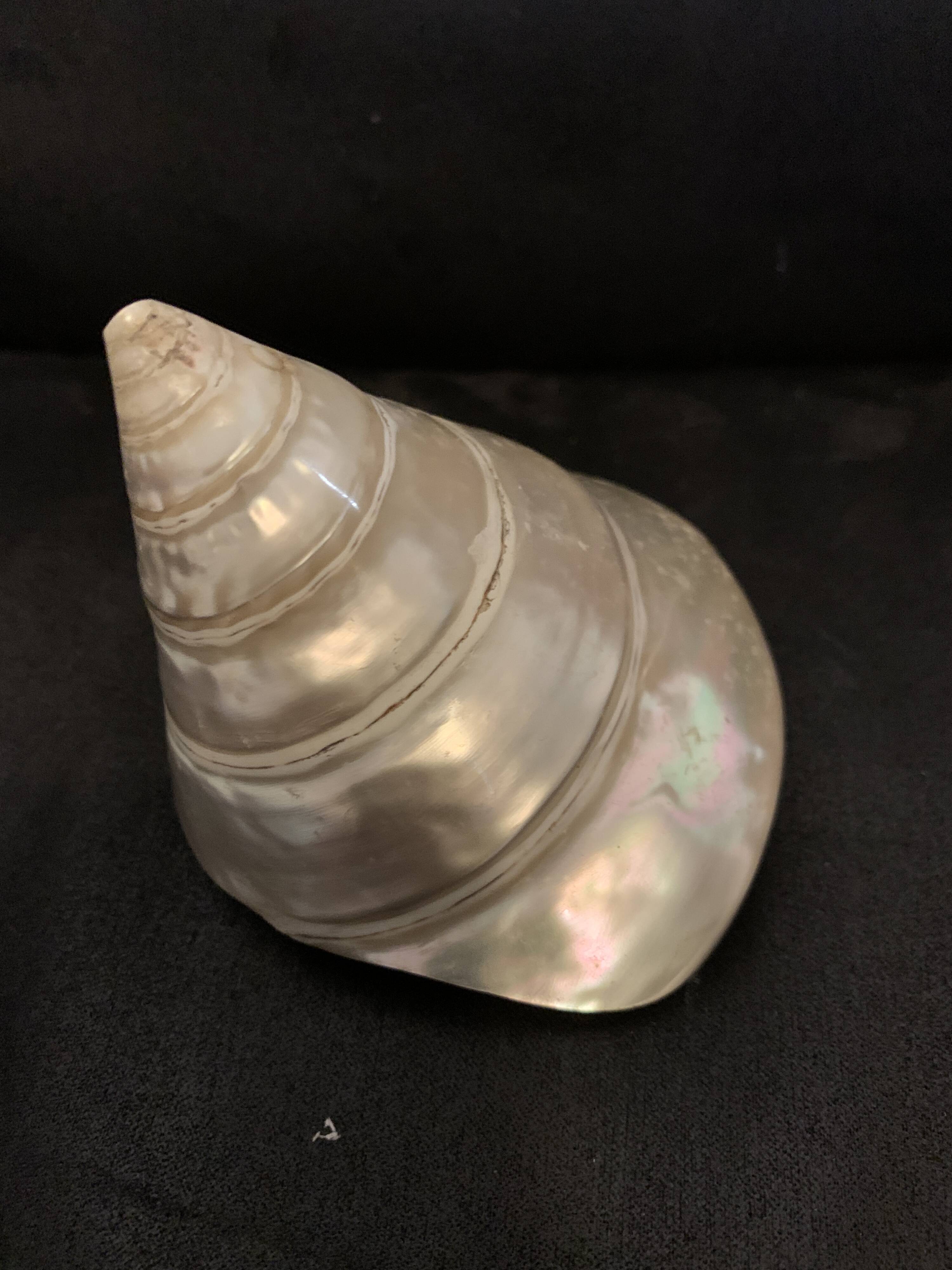 Troca shell decoration 8cm polished pearly Trocca Trochus decoration sea beach vintage old
