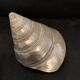Troca shell decoration 8cm polished pearly Trocca Trochus decoration sea beach vintage old