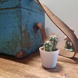 Old wooden trunk with blue patina