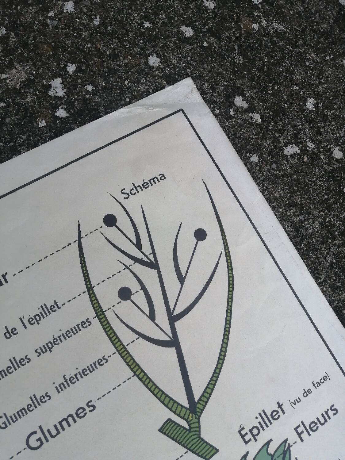 Vintage MDI school poster: Plants without flowers & Wheat, grasses.