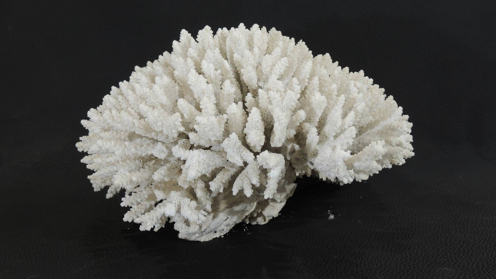 Large white sea coral