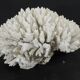Large white sea coral