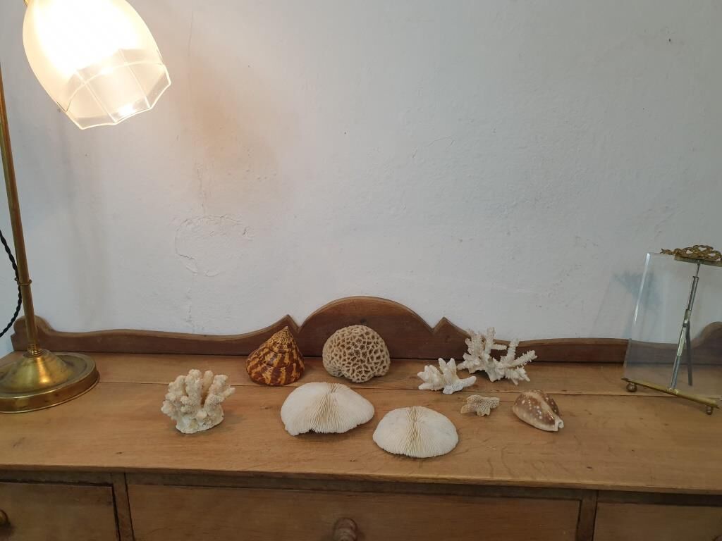 Shells and corals
