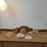Shells and corals