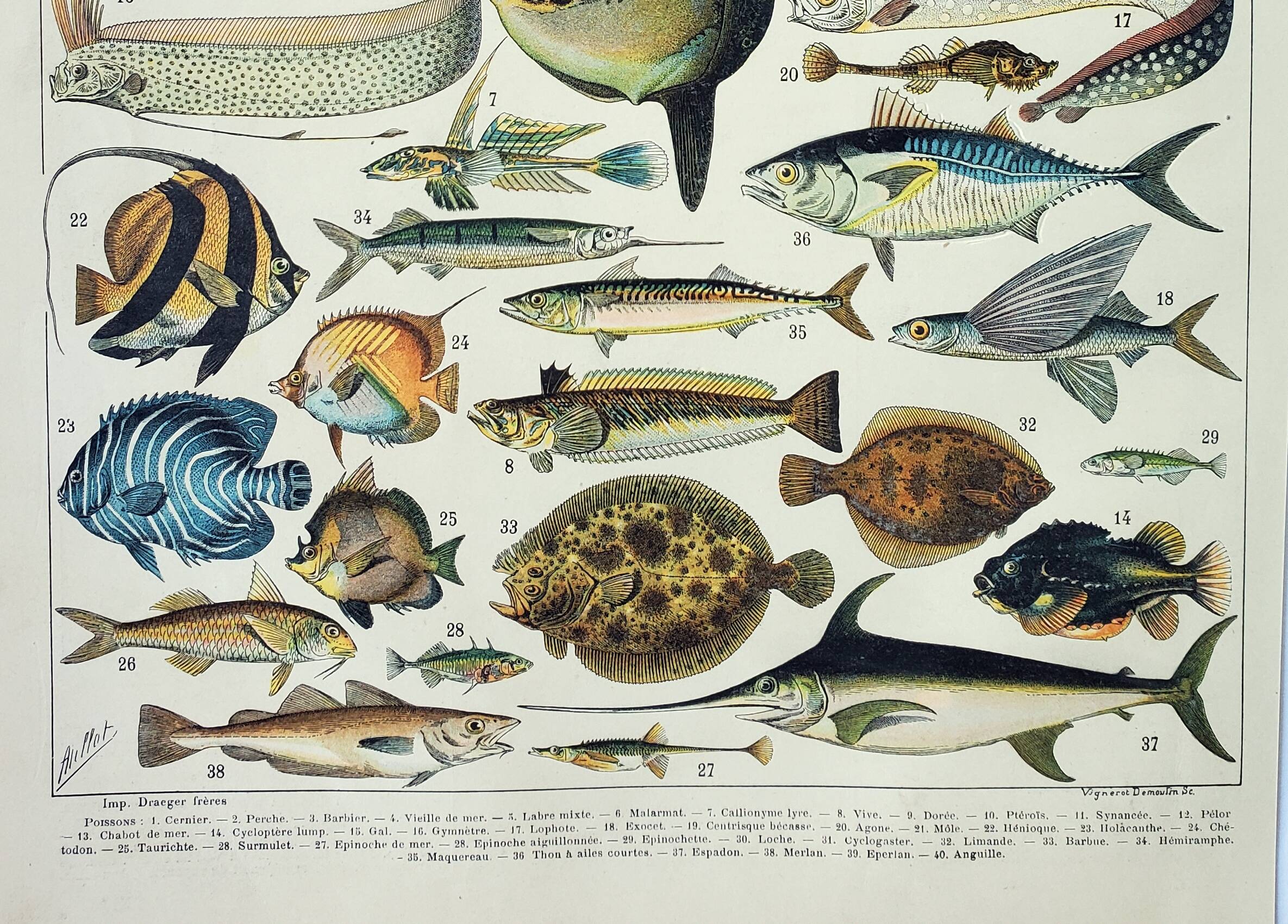 Old engraving 1898, Fish 1, marine animals • Lithograph, Original plate