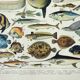 Old engraving 1898, Fish 1, marine animals • Lithograph, Original plate