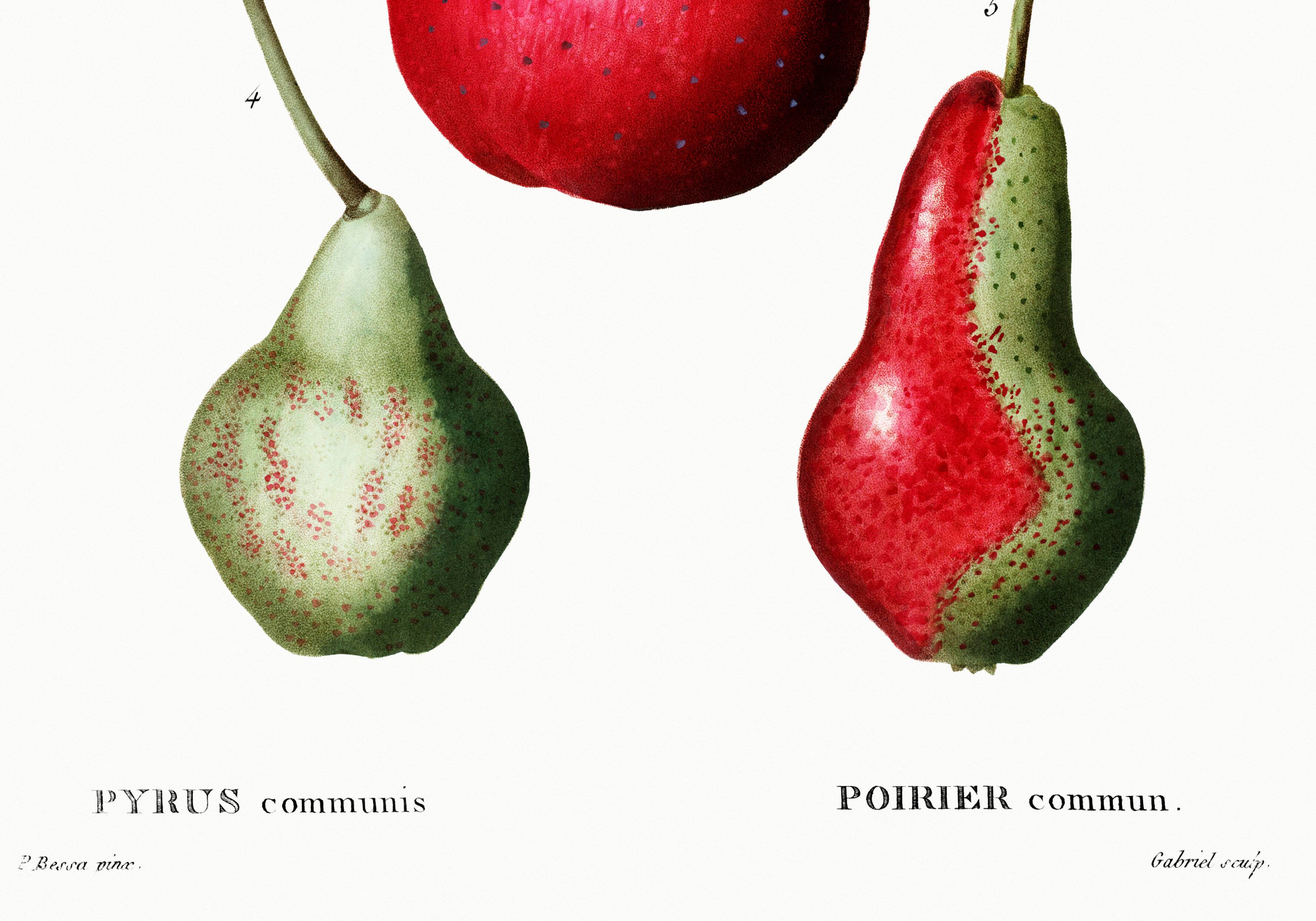Botanical poster about pears, based on an old engraving from 1802