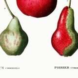 Botanical poster about pears, based on an old engraving from 1802