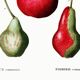 Botanical poster about pears, based on an old engraving from 1802