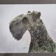 Old photograph, dog portrait signed by Henry Dimont (Dim), 32 x 25 cm