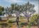HSP Landscape painting with "Olive trees and broom" by Raymond Goubert + frame