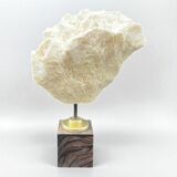 Antique natural white wave coral on wooden base cabinet of curiosities