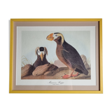 Vintage reproduction after Jean-Jacques Audubon, ornithology, Puffin Crested
