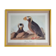 Reproduction vintage d'après Jean-Jacques Audubon, ornithologie, Macareux Huppé