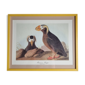 Reproduction vintage d'après Jean-Jacques Audubon, ornithologie, Macareux Huppé