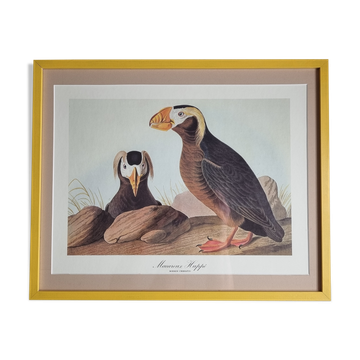 Vintage reproduction after Jean-Jacques Audubon, ornithology, Puffin Crested