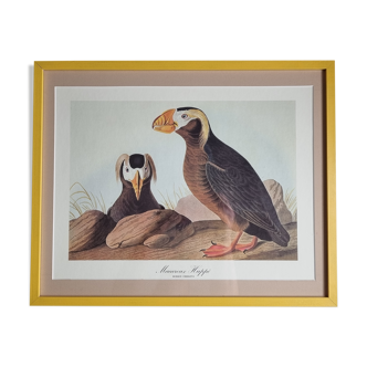 Reproduction vintage d'après Jean-Jacques Audubon, ornithologie, Macareux Huppé
