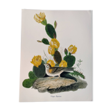 Planche oiseaux de J.J. Audubon - Bruant vespéral - 1978 Illustration zoologique et ornithologique