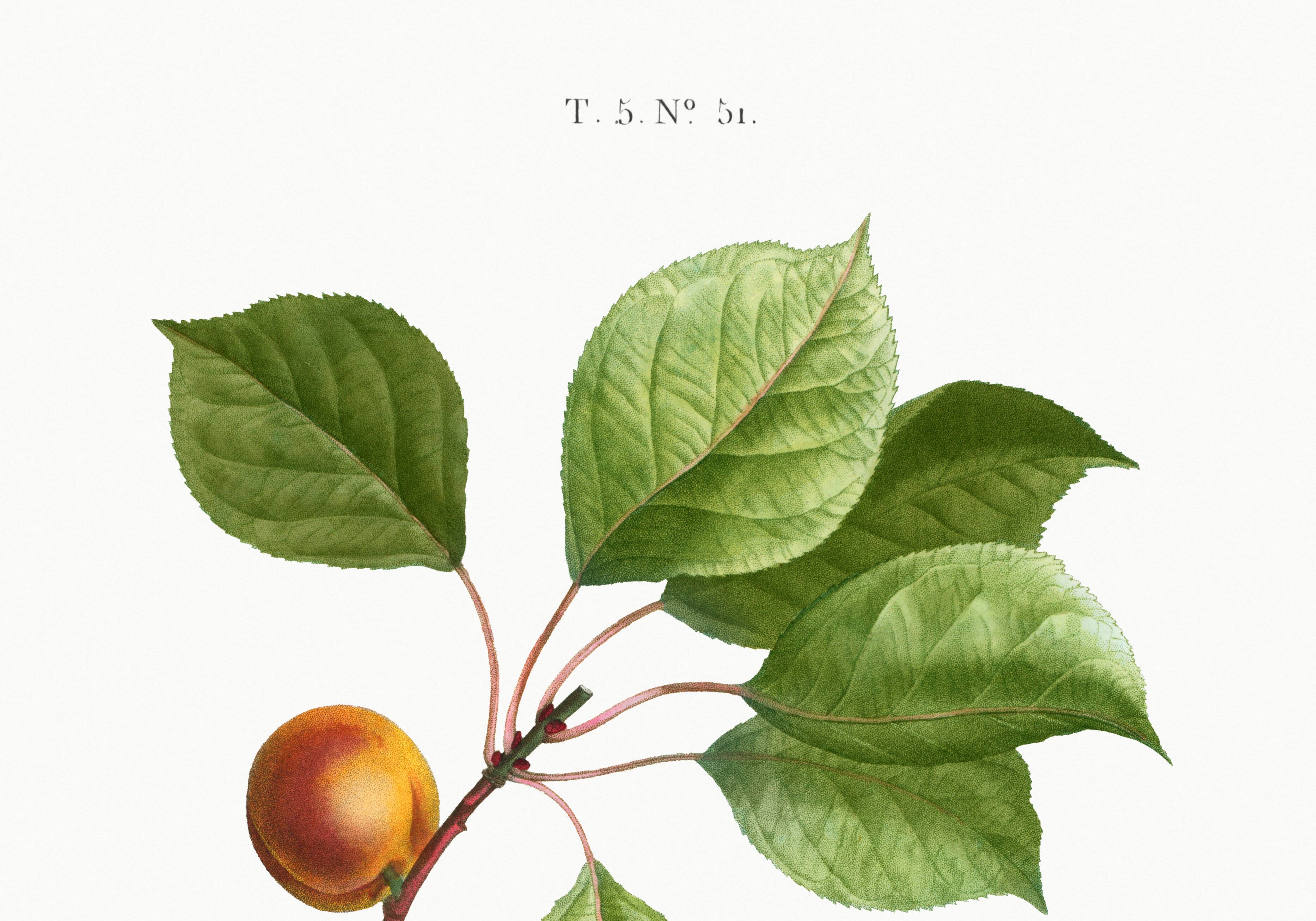 Botanical poster on apricot tree, based on an old engraving from 1802.