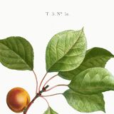 Botanical poster on apricot tree, based on an old engraving from 1802.