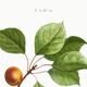 Botanical poster on apricot tree, based on an old engraving from 1802.