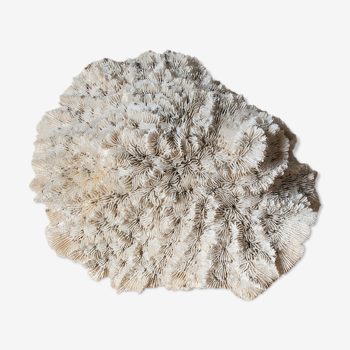 Ancient coral 25 cm