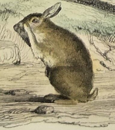 ORIGINAL ZOOLOGICAL PLATE OF 1839 " Deer, Hare,....