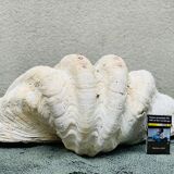 Clam