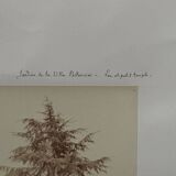 Photo albumine jardin de la Villa Pallavicini, lac et petit temple, XIXe