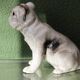 Chien, bouledogue, en terre cuite de Bavent
