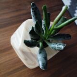 Soliflore en bois massif avec fiole en verre