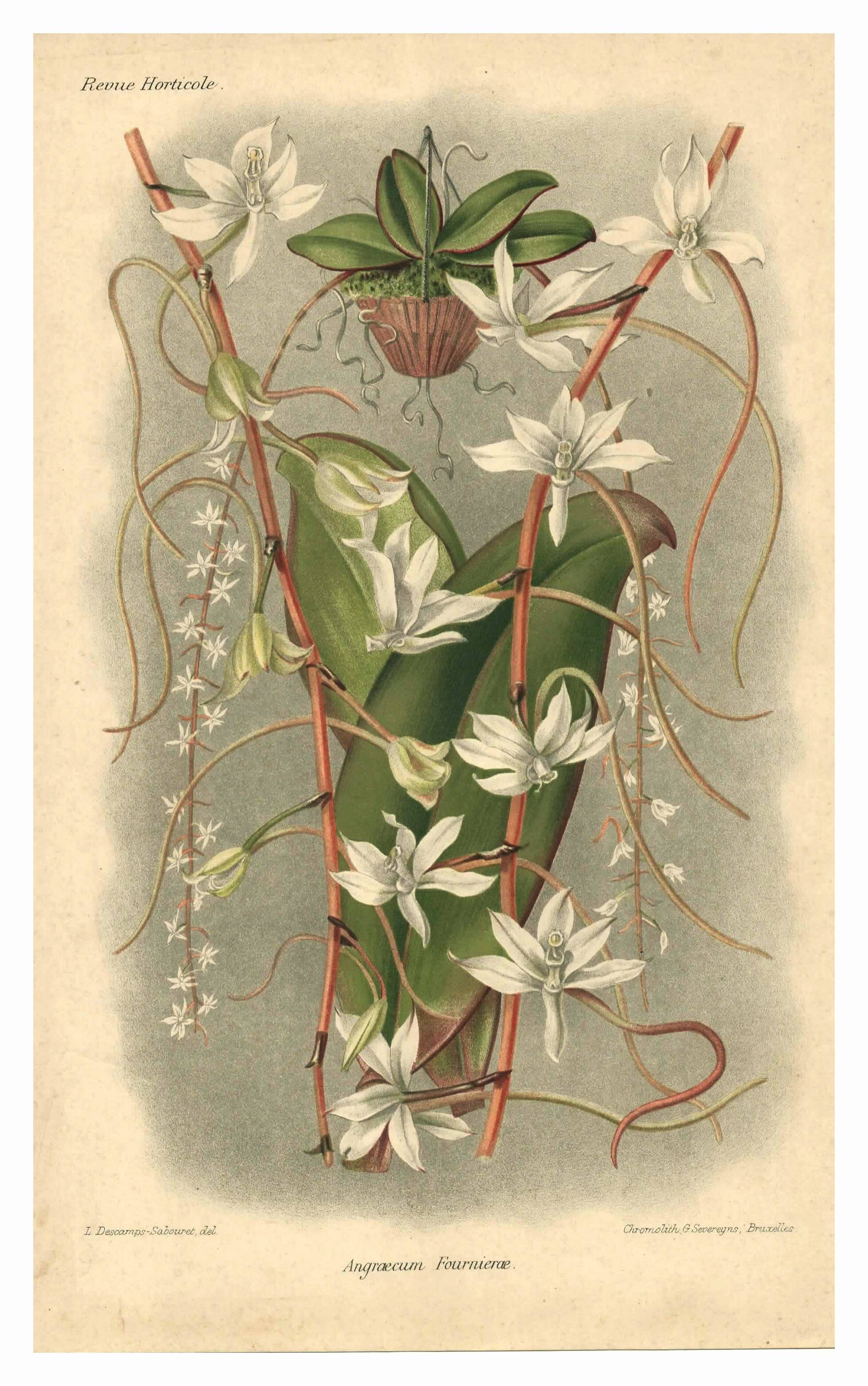 Botanical engraving from 1896 by L. Descamps-Sabouret • Angraecum de Fournier