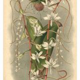 Botanical engraving from 1896 by L. Descamps-Sabouret • Angraecum de Fournier