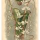 Botanical engraving from 1896 by L. Descamps-Sabouret • Angraecum de Fournier
