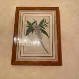 Illustrations ancienne fleurs