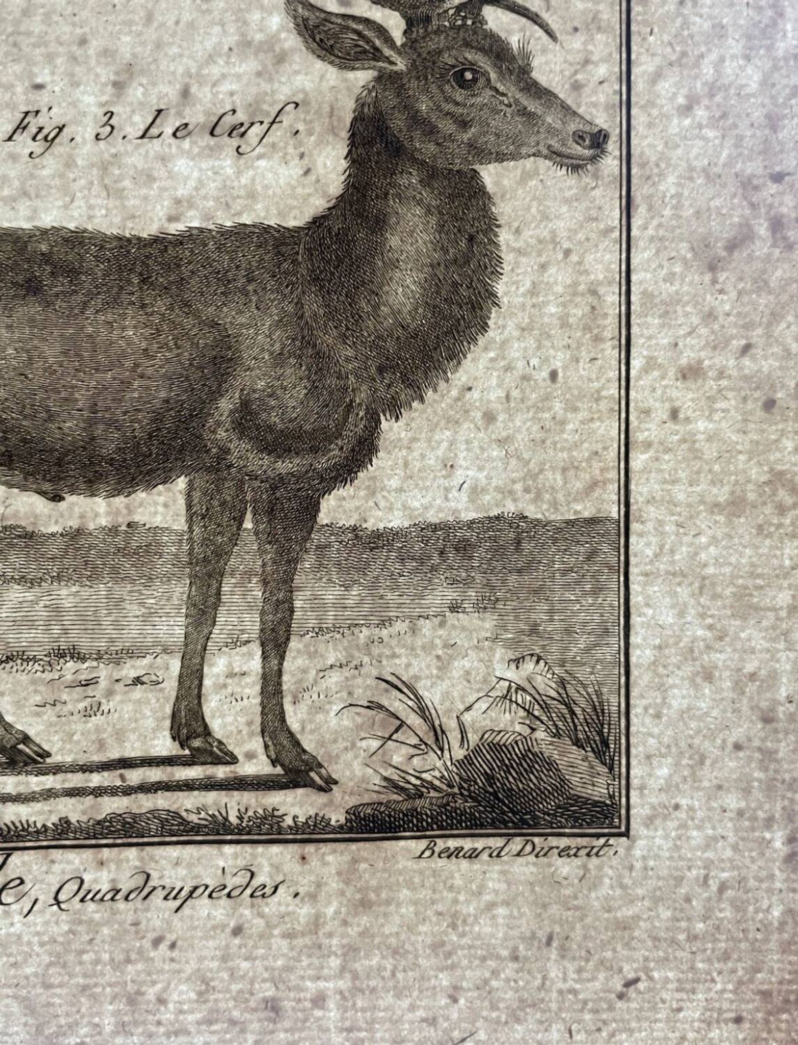 Gravure XVIIIe cerf, biche, Buffon, Bonnaterre, Histoire naturelle