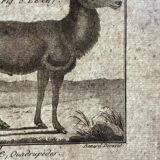 18th century engraving of deer, doe, Buffon, Bonnaterre, Natural History
