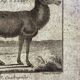 18th century engraving of deer, doe, Buffon, Bonnaterre, Natural History