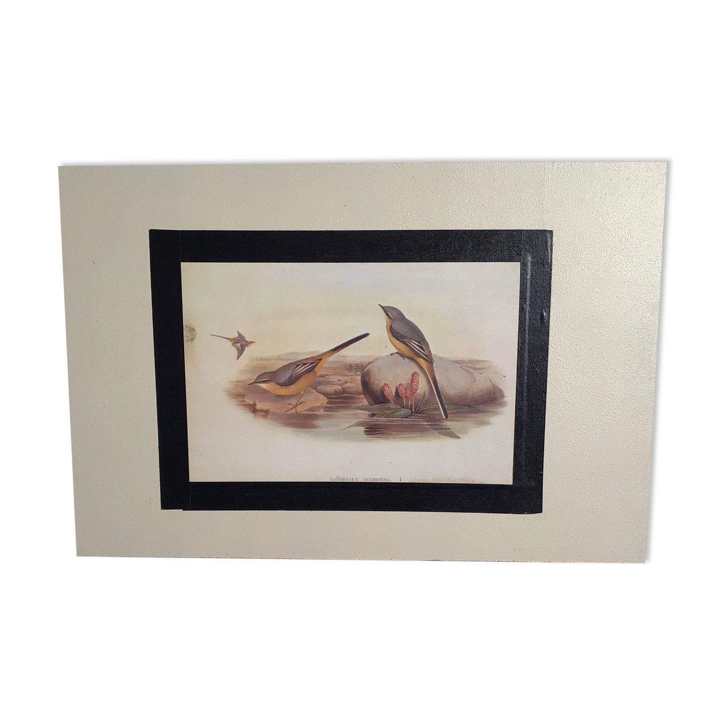 Ornithological plate 1880