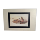 Ornithological plate 1880