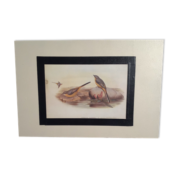 Ornithological plate 1880