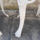4 aluminium cast iron rock garden chairs