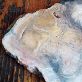 Fossil wood slice