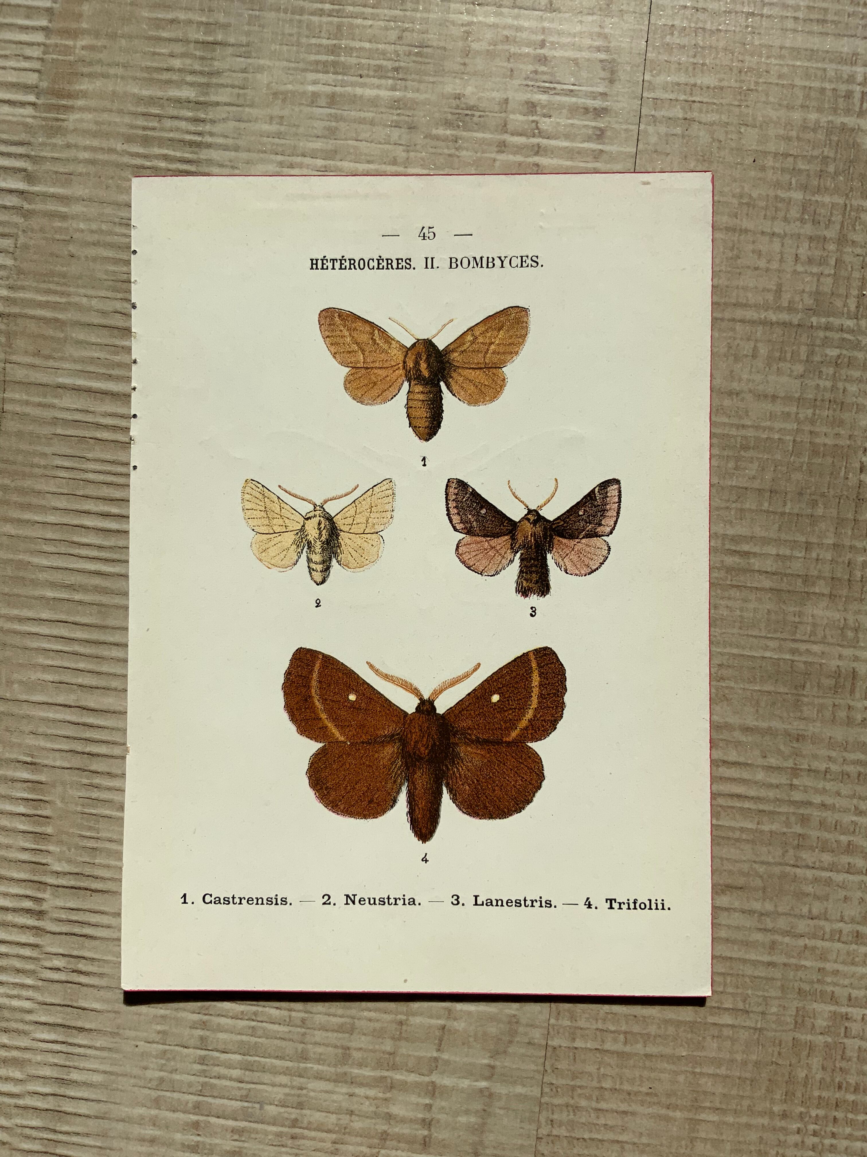 Vintage botanical plate antique butterfly engraving 1903 double-sided G. Denise