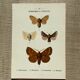 Vintage botanical plate antique butterfly engraving 1903 double-sided G. Denise