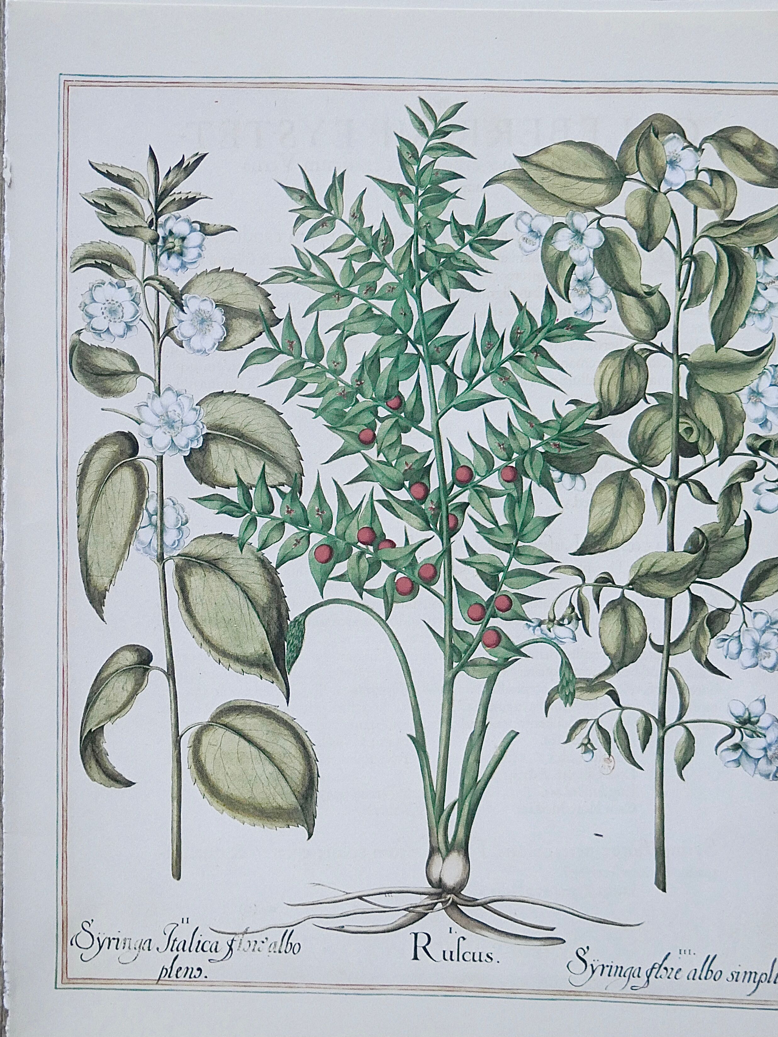 Lot 4 old herbarium boards